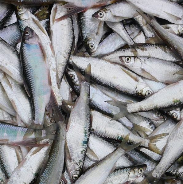 开云电竞官方网站