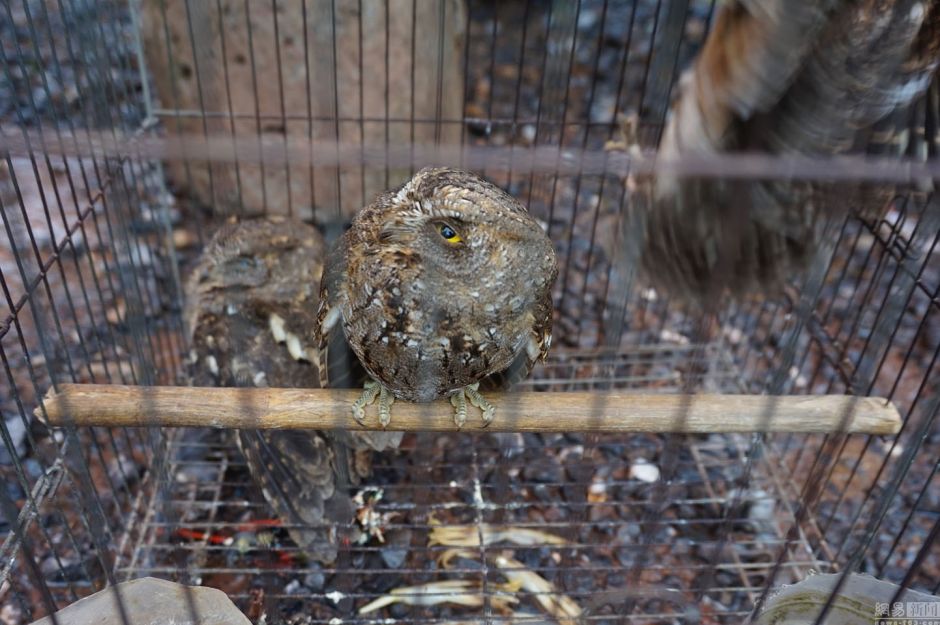 德甲莱比锡战沙尔克爆料抢先看_开云电竞官网(图1) 开云电竞官方网站