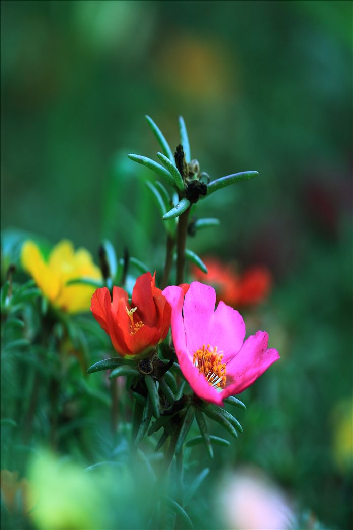 “开云电竞”内外交困之中斯托格尔率队战旧主 德甲科隆vs多特前瞻(图4) 开云电竞官网