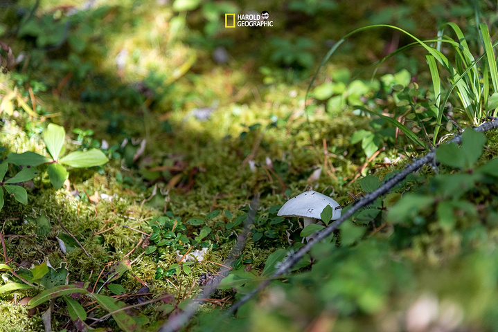 开云电竞官网-养猪就像炒股 总是在“赌行情”(图1) 开云电竞