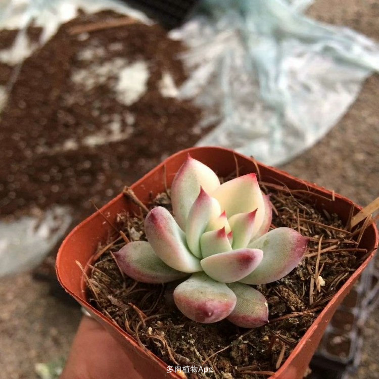 “开云电竞官网”外国探险者与动物自拍 哄动物镜头前摆造型(图)(图1) 开云电竞官方网站