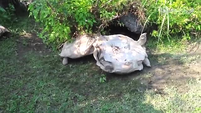 女版乔布斯血检公司Theranos或遭亚利桑那州政府起诉:开云电竞官网(图1) 开云电竞