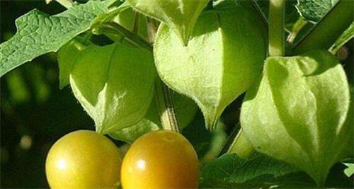 美监狱3囚犯用铁棍挖洞越狱 大洞无人发现|开云电竞官方网站(图1) 开云电竞官方网站