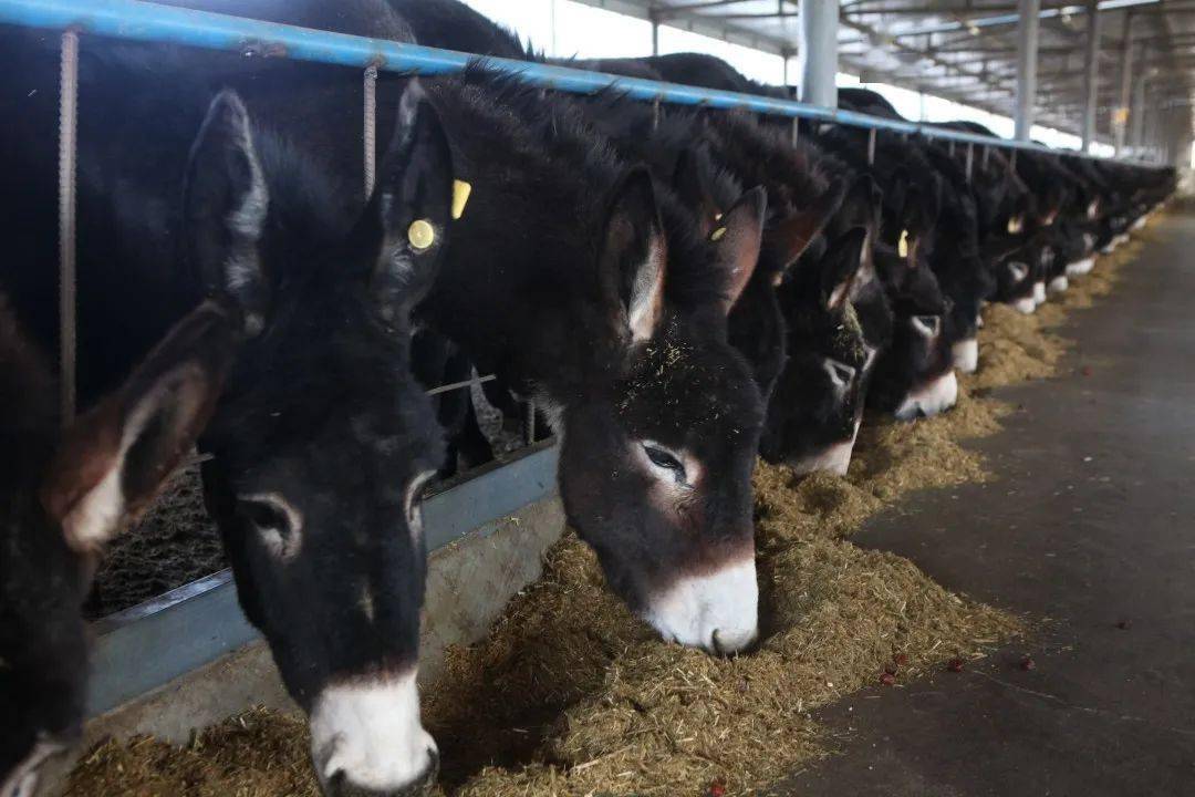 开云电竞官方网站_
普济、濟尤物系列产物入选《专精特新品牌名录》(图12)