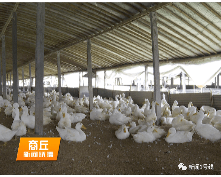 开云电竞官网-*
【走向我们的小康生活】 夏邑县：工业扶贫圆了群众小康梦(图5)