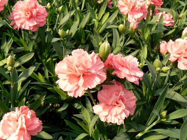 开云电竞官方网站