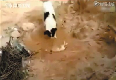 开云电竞官方网站