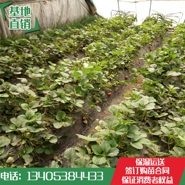 开云电竞官方网站